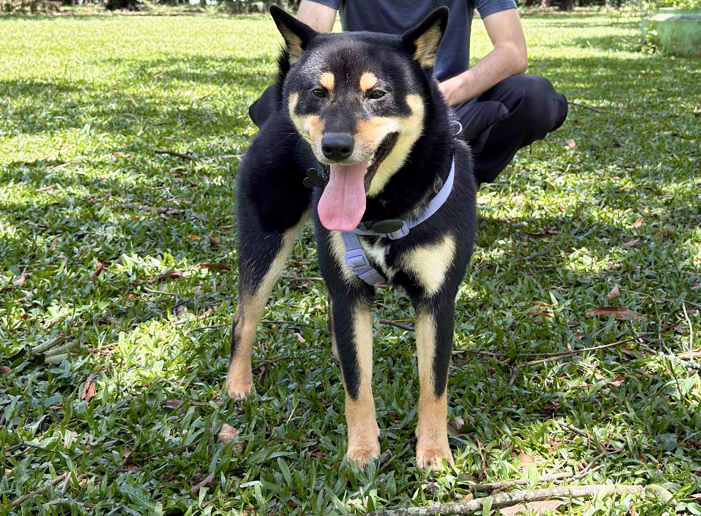 Alimentação natural crocante